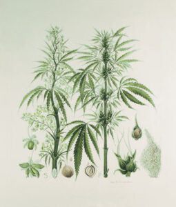 Medical Marijuana Image